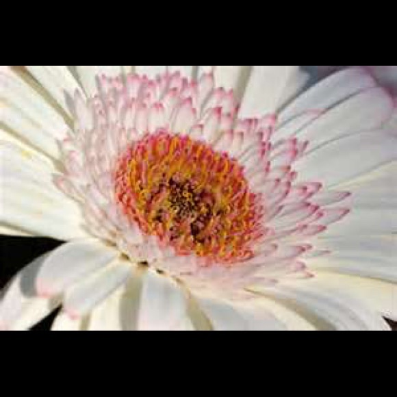 Meet your Posher, Val - Picture 1 of 1